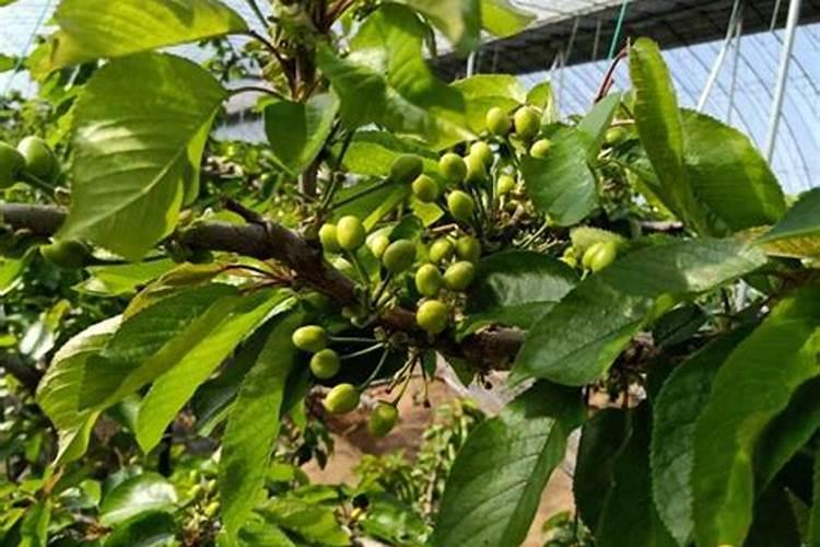 大棚种的樱桃在花期建议冲什么肥？