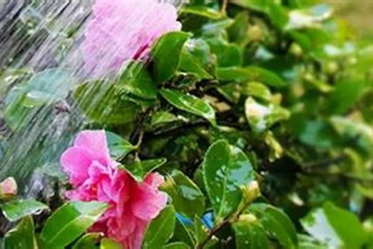 复合肥能泡水浇花吗