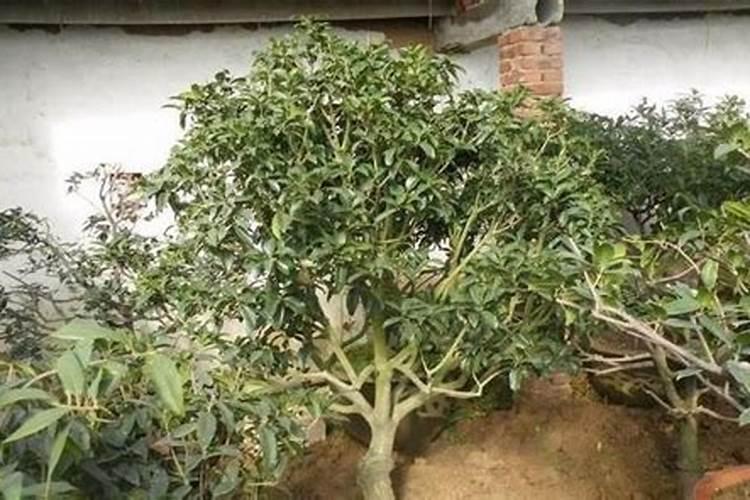 刚栽种的桂花树苗施肥过重出现枯叶怎么办？