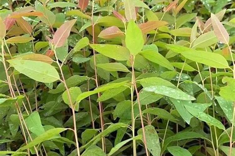 华沃特桉树专用肥价格