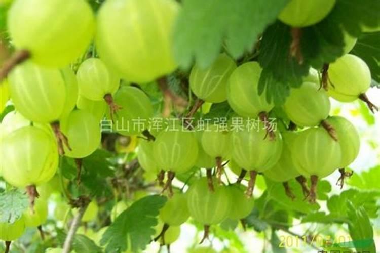 灯笼果种植时间和方法灯笼果种植时间和方法灯笼果种植方法