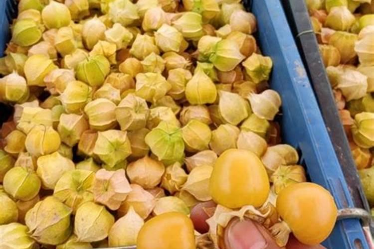 灯笼果种植时间和方法灯笼果种植时间和方法灯笼果种植方法