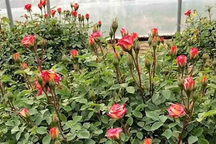 连续阴雨天是不是不能施肥的