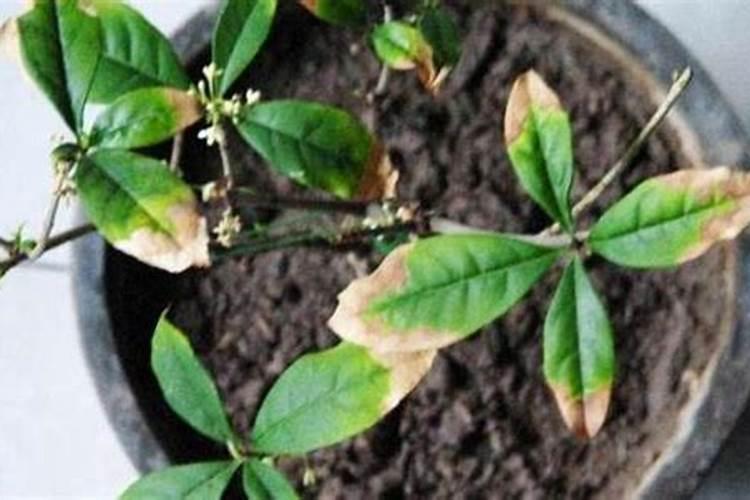 柑橘 施用硅肥 研究 影响