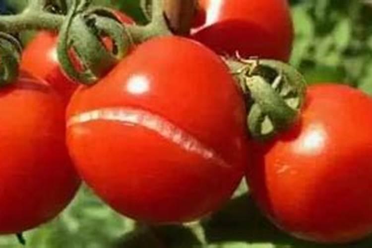 西红柿最忌讳的肥料是什么？西红柿正确的施肥方法,一定要掌握好百度...