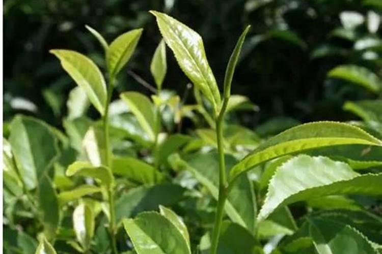 茶叶叶面肥催芽肥的正确使用