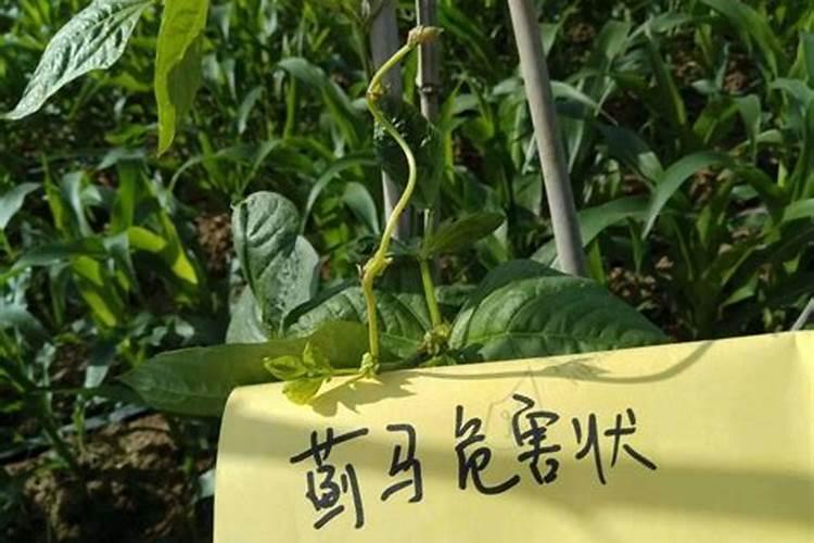 大葱蓟马打什么药最好