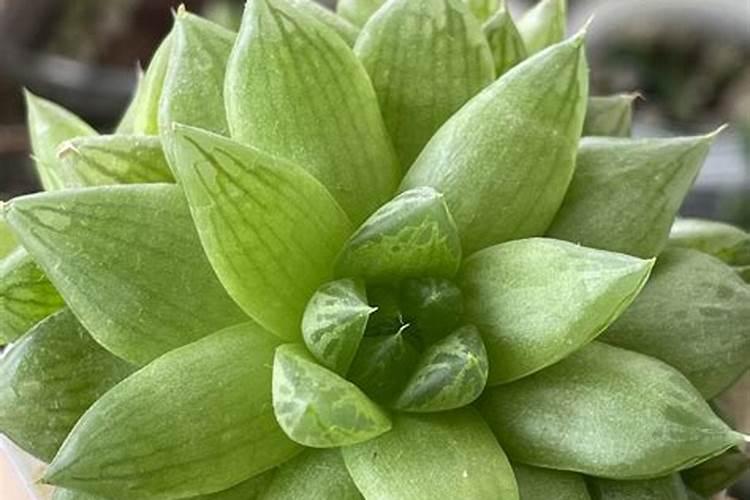 多肉葡萄好养吗 养殖方法和养护要点