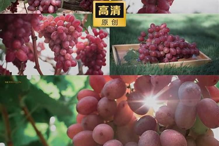 红提用什么肥使果实迅速膨大？红提水溶肥用法