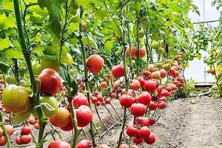 苹果叶面钙肥那品牌质量好？