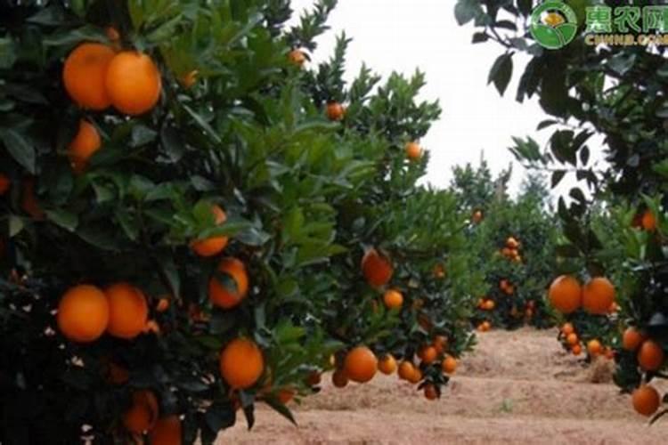 脐橙全年施肥时间表 脐橙全年施肥时间表纽荷尔