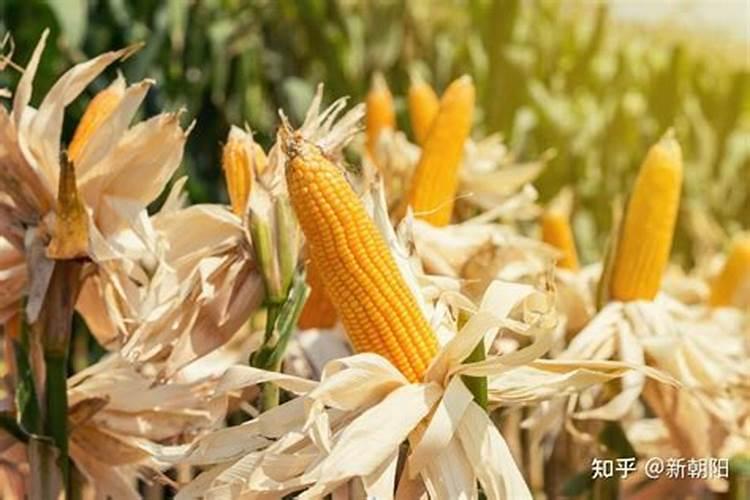 玉米打芸苔素最佳时间