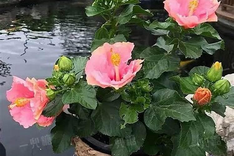 扶桑花掉花蕾的原因及解决办法