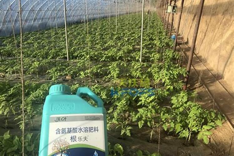 大蒜种植用什么肥料好
