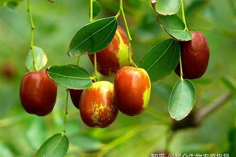 观叶海棠叶子干枯原因及补救方法