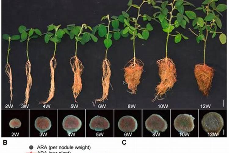 大豆植株中的氮素的来源是哪里