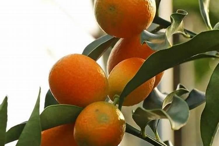 家里养的金桔喜欢什么肥料