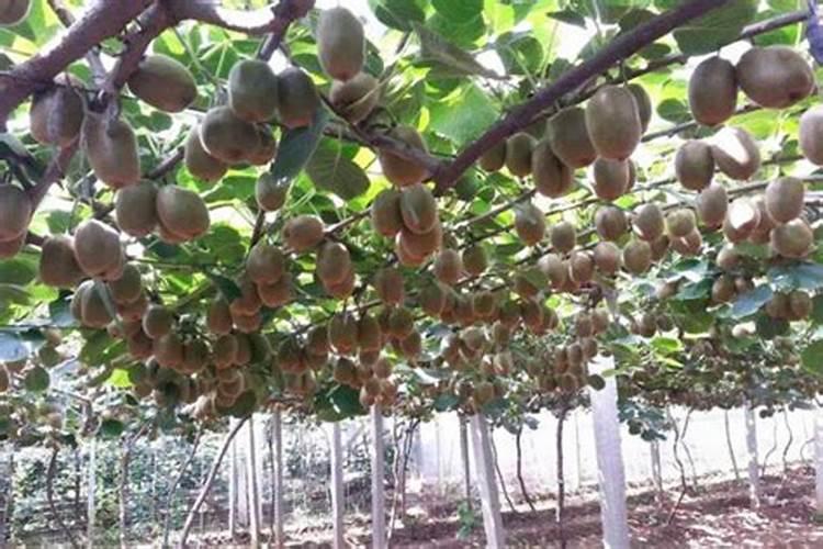 猕猴桃幼果膨大期氮磷钾怎么施肥更合理