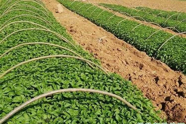 辣椒追肥的正确方法是什么呢!？