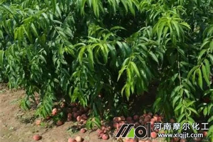 桃树控旺能用磷酸二氢钾吗