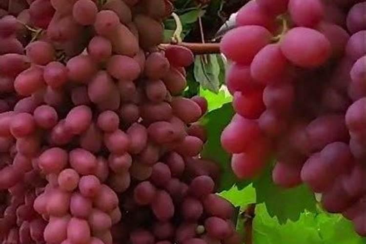 西瓜增甜喷什么叶面肥效果好