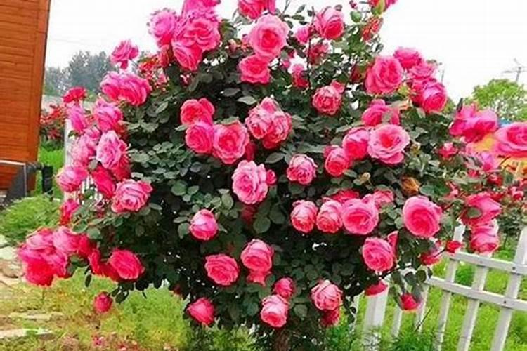 树状月季嫁接后如何施肥