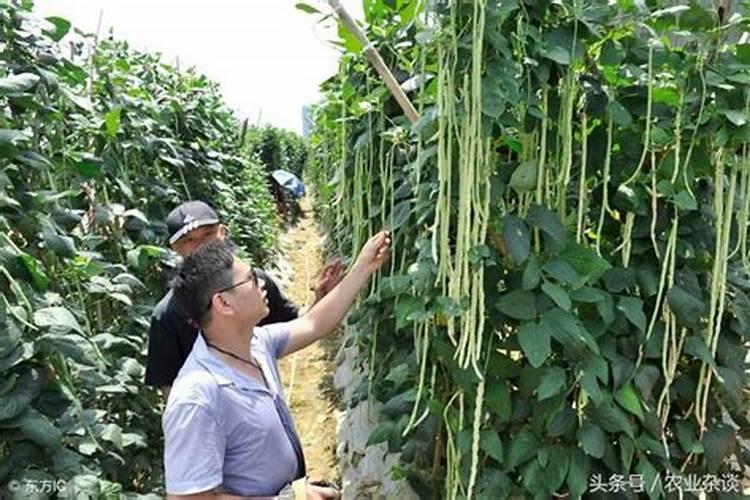 豆角需要用那种肥料？用什么肥料吸收好？上什么肥料产量高？