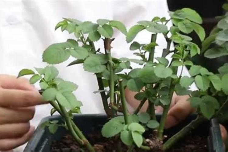 夏天月季可以施肥吗