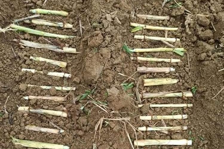 中药材用什么肥料长根,中药材根部膨大素,中药材壮根肥什么时候施肥？