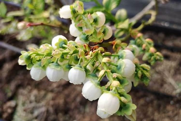 蓝莓开花要施肥吗