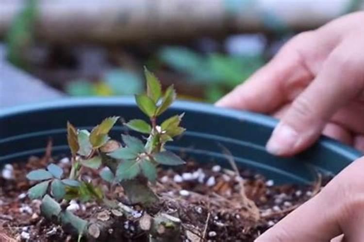 我的月季花的整个生长期该怎样施肥麻烦哪个大神告诉我一下？