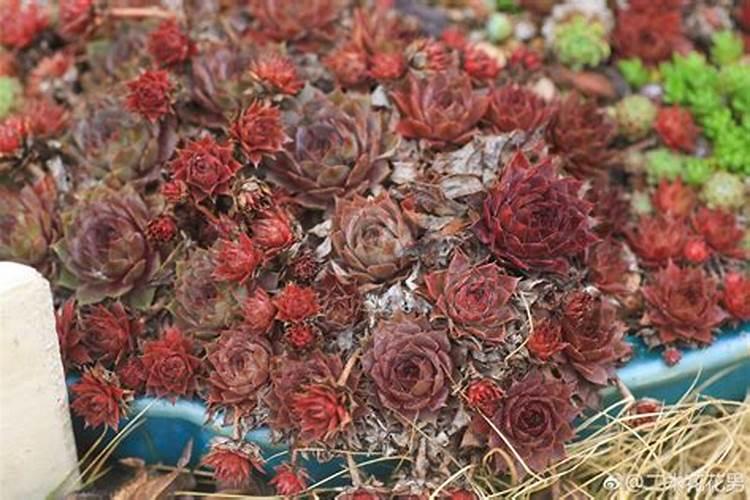 芸苔素内酯在水稻上用量