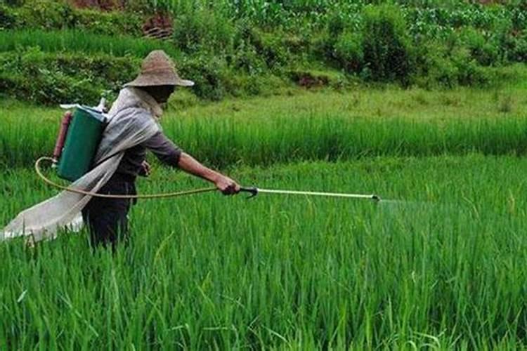 磷肥在什么时候施肥最好？月季什么时候施磷肥