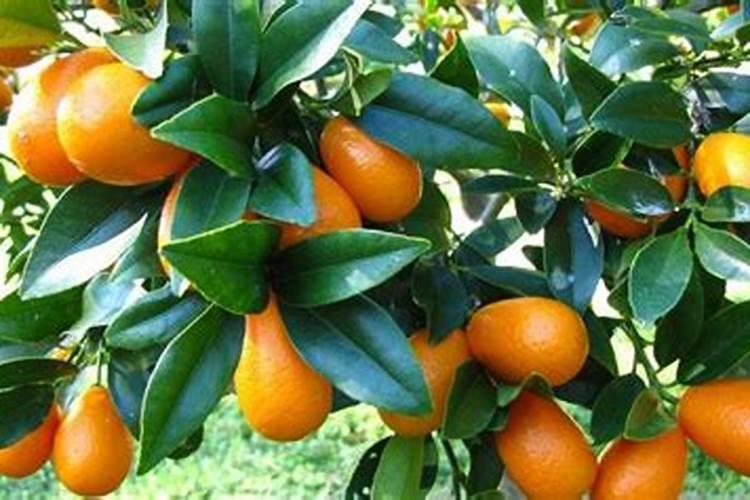 脆蜜金桔要施什么肥料