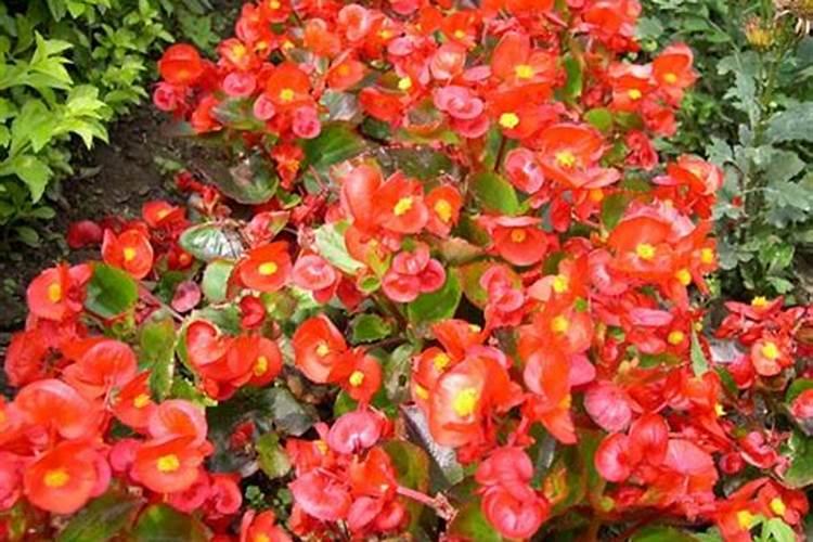 四季海棠花怎么养