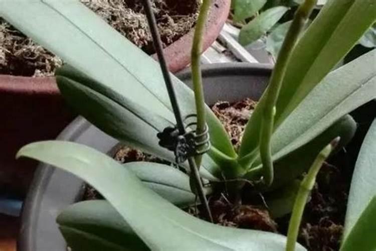 蝴蝶兰长花剑怎么施肥