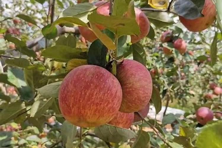 苹果树高产施肥方法和方式