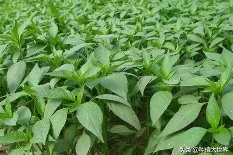 哪三种肥料是辣椒最不适合使用的