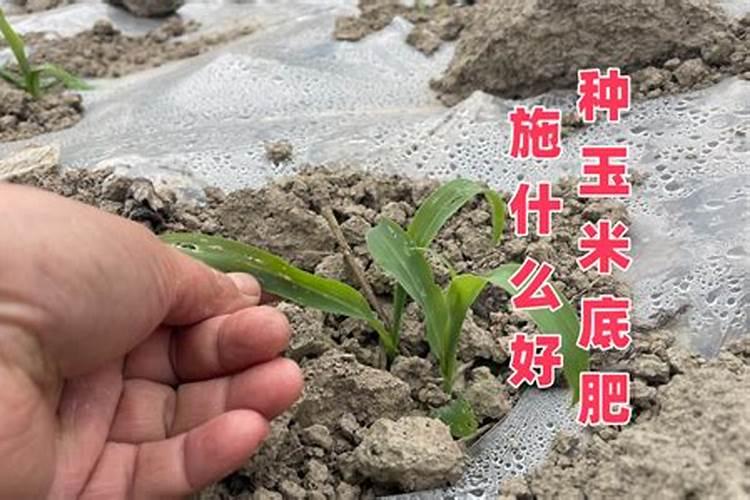 种玉米用什么复合肥做底肥好