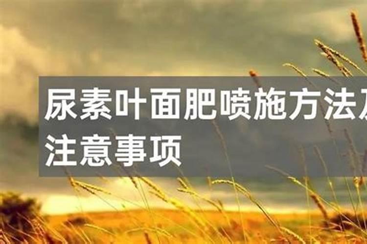 尿素当叶面肥使用方法