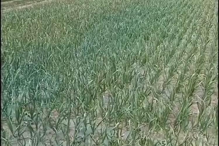 有没有硫酸钾水溶肥