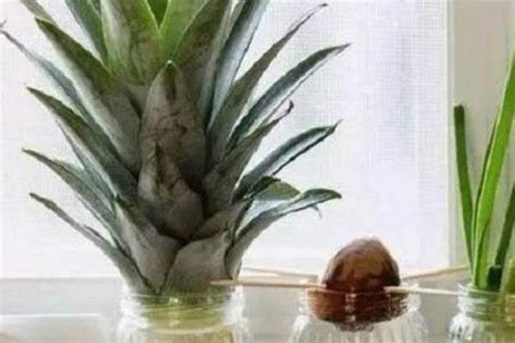 请问菠萝叶面肥那些比较安全