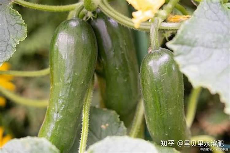 种莴笋用什么肥料我现在载用什么肥料好