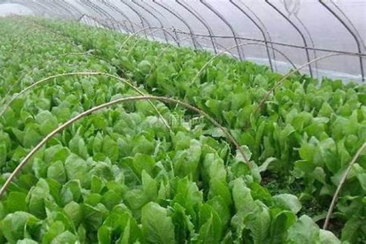 大棚种植莴笋一亩要多少穴？