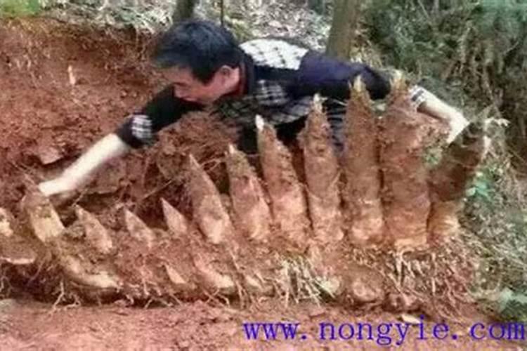 仙山小农竹笋种如何使用