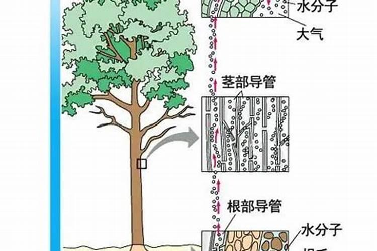 什么叶面肥抗旱