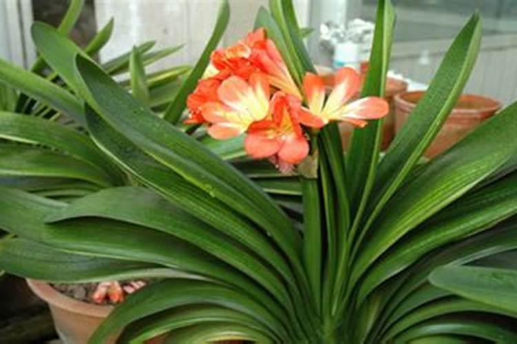 君子兰怎样才能开花？