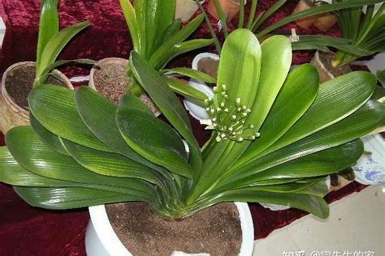 君子兰开花时能施肥吗