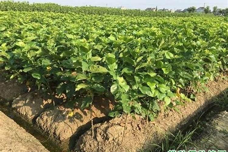 尿素和磷酸二氢钾叶面肥放桑叶可以吗