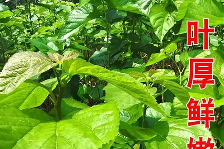 种一亩桑树可以采摘桑叶几次